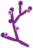 Spore vue au microscope